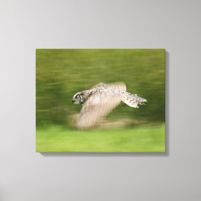 Great Horned Owl (Bubo virginianus) Canvas Print (Front)