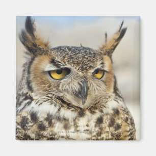 Great Horned Owl (Bubo virginianus), captive Magnet