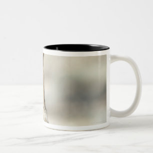 Great Horned Owl (Bubo virginianus), captive Two-Tone Coffee Mug