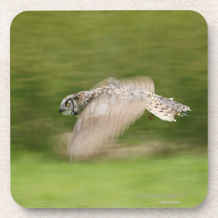 Great Horned Owl (Bubo virginianus) Coaster