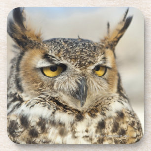 Great Horned Owl (Bubo virginianus) Coaster