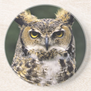 Great Horned Owl (Bubo virginianus), full body Coaster