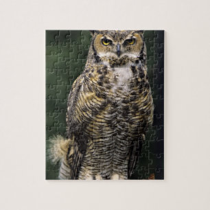 Great Horned Owl (Bubo virginianus), full body Jigsaw Puzzle