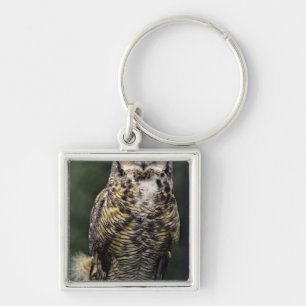 Great Horned Owl (Bubo virginianus), full body Key Ring