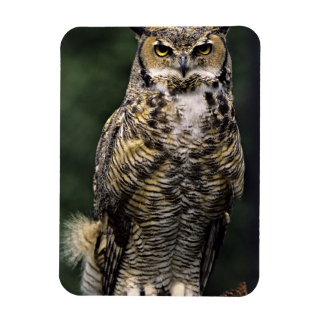 Great Horned Owl (Bubo virginianus), full body Magnet (Vertical)