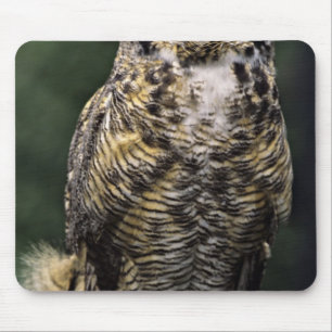 Great Horned Owl (Bubo virginianus), full body Mouse Mat