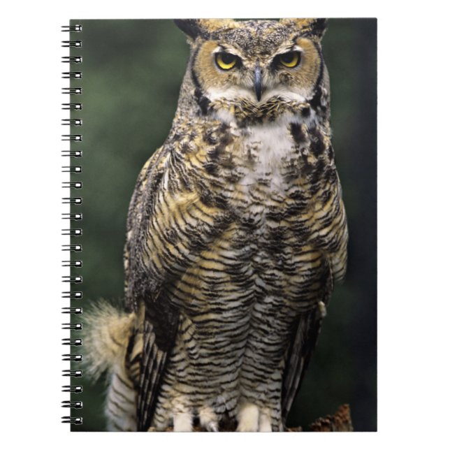 Great Horned Owl (Bubo virginianus), full body Notebook (Front)