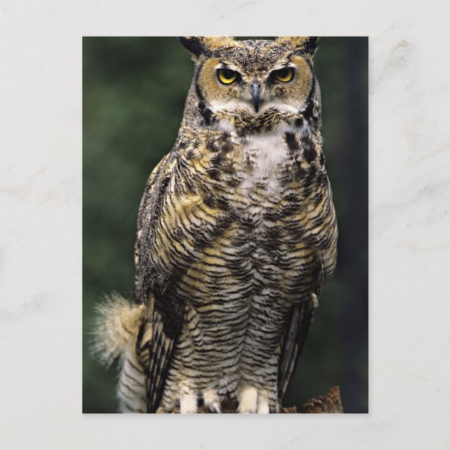 Great Horned Owl (Bubo virginianus), full body Postcard (Front)
