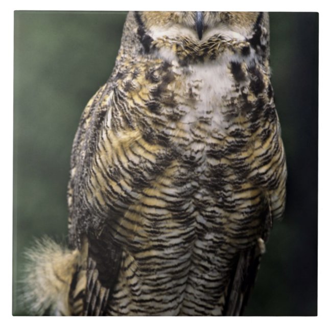 Great Horned Owl (Bubo virginianus), full body Tile (Front)