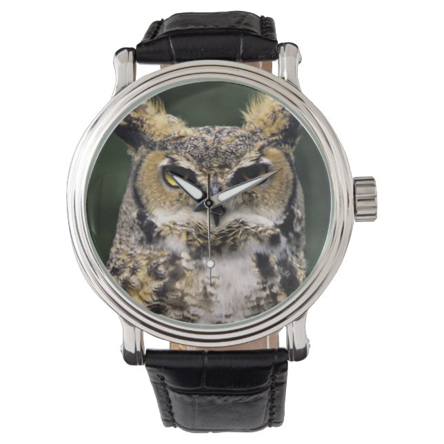 Great Horned Owl (Bubo virginianus), full body Watch (Front)
