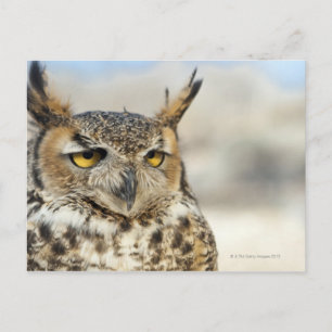 Great Horned Owl (Bubo virginianus) Postcard