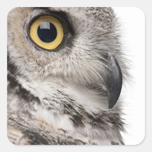 Great Horned Owl - Bubo Virginianus Subarcticus Square Sticker (Front)