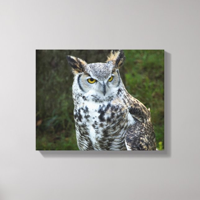 Great Horned Owl Canvas Print (Front)
