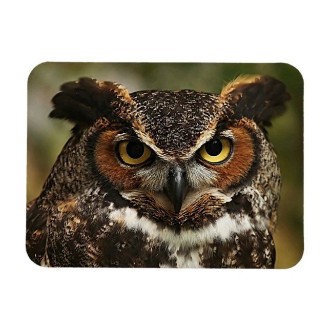Great Horned Owl Close Up Flexible Photo Magnet (Horizontal)