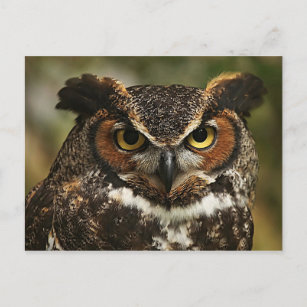 Great Horned Owl Close Up Postcard
