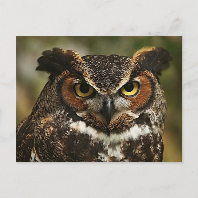 Great Horned Owl Close Up Postcard (Front)