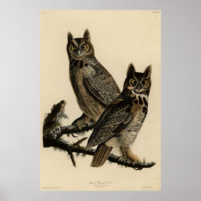 Great Horned Owl from Audubon's Birds of America Poster (Front)