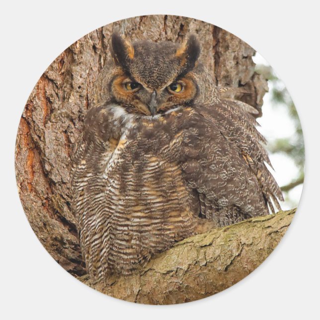Great Horned Owl in the Douglas Fir Classic Round Sticker (Front)