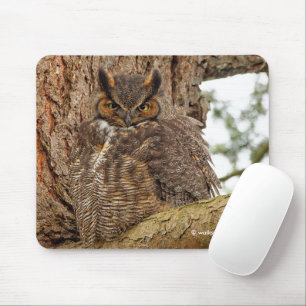 Great Horned Owl in the Douglas Fir Mouse Mat