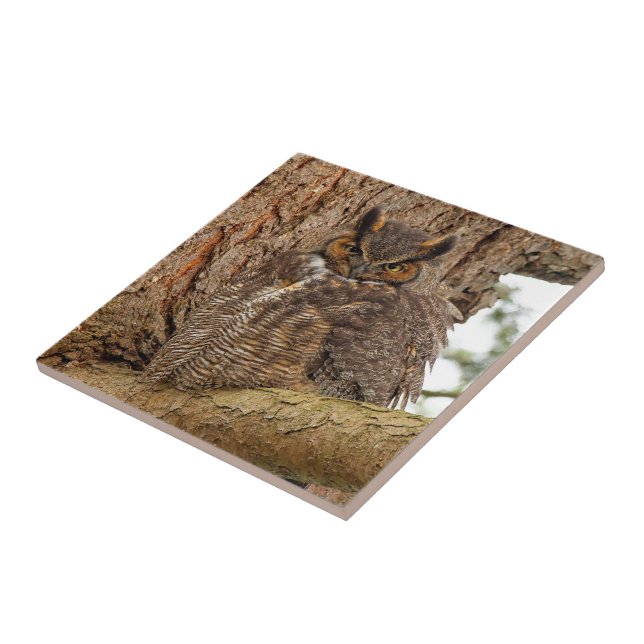 Great Horned Owl in the Douglas Fir Tile (Side)
