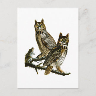 Great Horned Owl John Audubon Birds of America Postcard