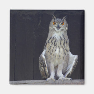Great Horned Owl Magnet