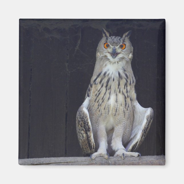 Great Horned Owl Magnet (Front)