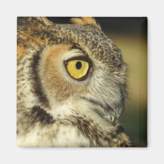Great Horned Owl Magnet (Front)