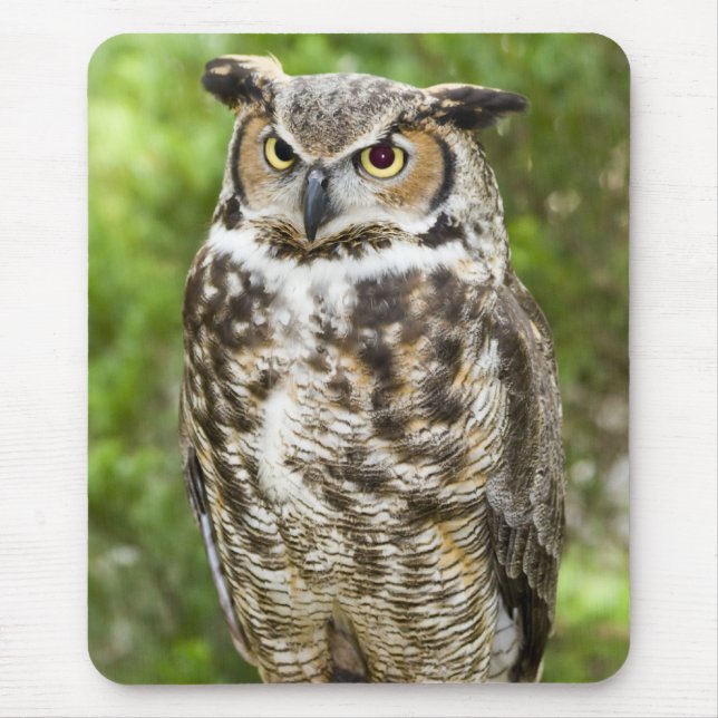 Great Horned Owl Mouse Mat (Front)