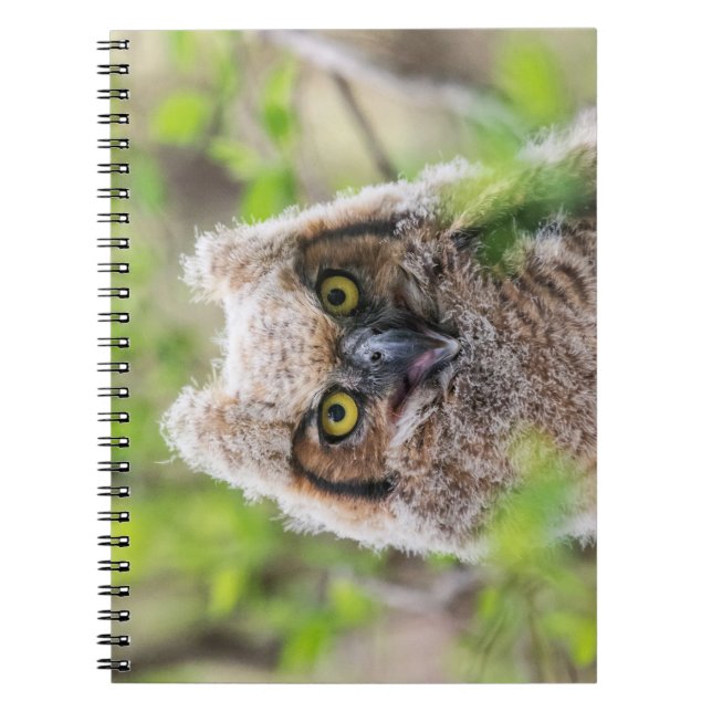 Great Horned Owl Notebook (Front)