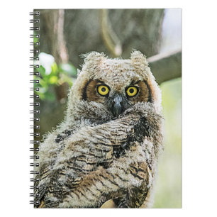 Great Horned Owl Notebook