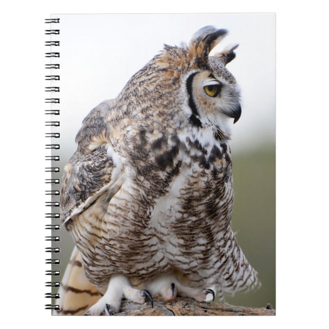Great Horned Owl Photo 9x6 Notebook (Front)