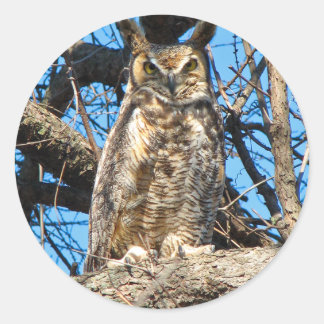 Great Horned Owl Photo Classic Round Sticker