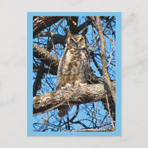 Great Horned Owl Photo Postcard