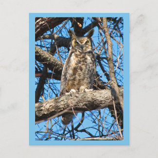 Great Horned Owl Photo Postcard