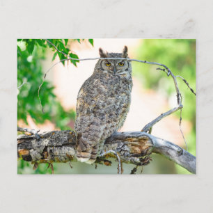 Great Horned Owl Photo Postcard