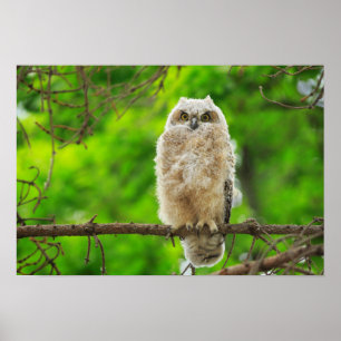 Great Horned Owl Photo Poster