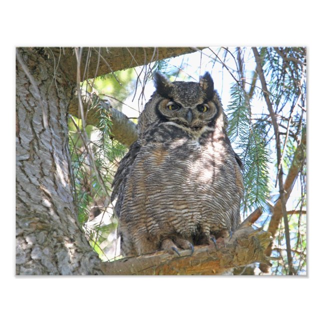 Great Horned Owl Photo Print (Front)