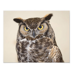 Great Horned Owl Photo Print