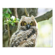 Great Horned Owl