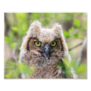 Great Horned Owl Photo Print