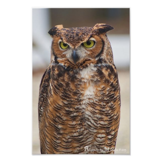 Great Horned Owl Photo Print (Front)