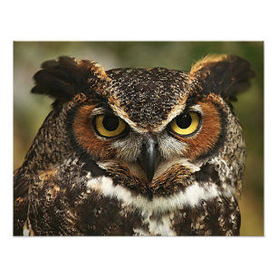 Great Horned Owl Photo Print
