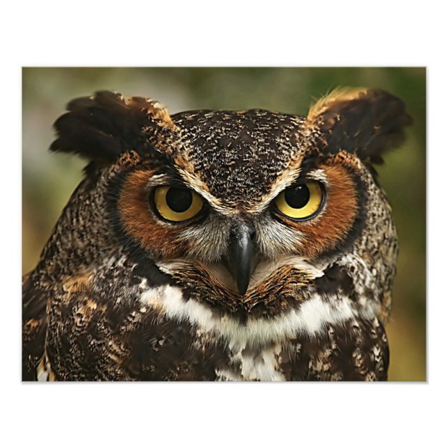 Great Horned Owl Photo Print (Front)