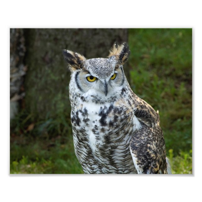 Great Horned Owl Photo Print (Front)