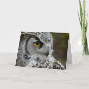 Great Horned Owl Photograph Card