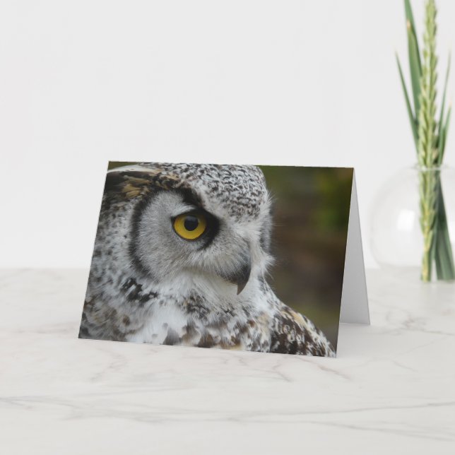 Great Horned Owl Photograph Card (Front)