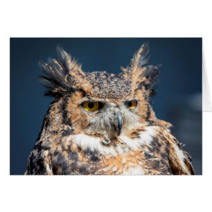 Great Horned Owl Portrait