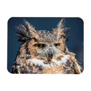 Great Horned Owl Portrait Magnet
