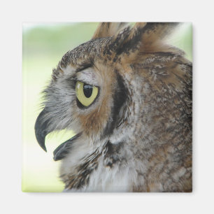 Great Horned Owl Portrait Magnet